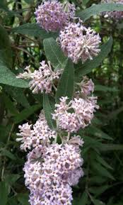 Image result for Buddleja salviifolia