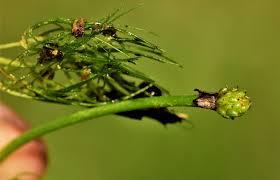 Image result for Ranunculus rionii