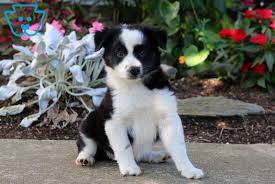 Pin On Cute Mixed Breed Puppies