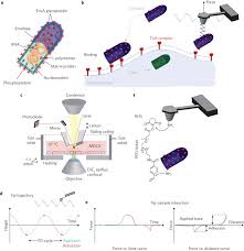 Maybe you would like to learn more about one of these? Nanomechanical Mapping Of First Binding Steps Of A Virus To Animal Cells Nature Nanotechnology