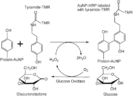 In this technique, one or more of the atoms of the molecule of interest is substituted for an atom of the same chemical element, but of a different isotope (like a radioactive isotope used in radioactive tracing). Scheme Of The Enzymatic Reaction Download Scientific Diagram