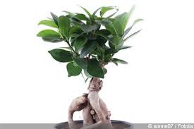 Ficus Ginseng Pflege Giessen Und Schneiden Gartendialog De Ficus Bonsai Pflanzen Bonsai Ficus
