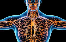 Canalul toracic şi canalul limfatic drept (colector scurt). Total Cleanse Lymph Formula Complexa Pentru Detoxifierea Limfatica Autoinmatriculari Ro Detoxifiere Sistem Limfatic