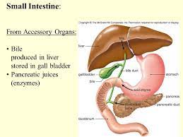 Digestive System Molecules Dna Molecules Atoms Organ Systems Cells Nerve Cell Tissues Leaf Tissues Cardiac Tissue Organisms Tree Human Organs Leaf Stem Ppt Download