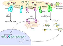 Control of mrna translation allows for relatively rapid modulation of protein synthesis from the existing transcriptome. Regulation Of Mrna Translation By Protein Folding In The Endoplasmic Reticulum Trends In Biochemical Sciences