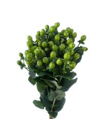 Image result for Hypericum