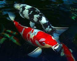 Berbagai Penyakit Ikan Koi Dan Cara Mengobatinya Ikankoi Org
