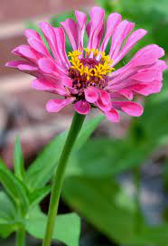 Zinnia Zinnias Flower Pictures Dream Garden
