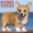 Corgis for Sale in Minneapolis | Dogs on Oodle Classifieds