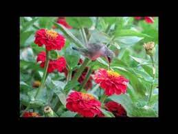 花的奇妙世界 齊克用 plants stuff to buy