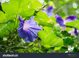 Image result for Turbina corymbosa