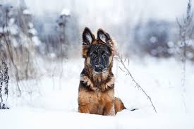 I had a beautiful long haired male german shepherd. When Do German Shepherds Stop Growing Mystart