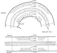 Image result for Samanea leptophylla