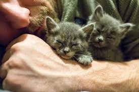 Areas anchorage animal care and control center serves. Animal Care Control Foster Program