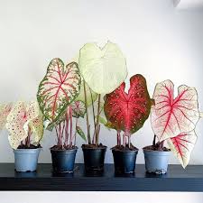 Bliv Klogere Pa Den Iojnefaldende Eksotiske Stueplante Caladium Ogsa Kaldet Elefantore Fa Tips Til Hvord In 2020 House Plants Decor Plant Decor Indoor Pretty Plants