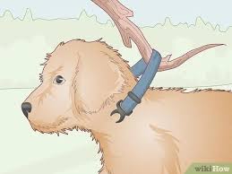 Sep 03, 2020 · your puppy will need a harness, a collar, and a leash from day one. How To Choose The Perfect Puppy Collar 11 Steps With Pictures