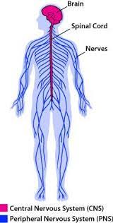 The nervous system consists of the central and the peripheral nervous system. Nervous System Parts Asu Ask A Biologist Peripheral Nervous System Nervous System Parts Nervous System Anatomy