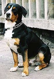 Check spelling or type a new query. Greater Swiss Mountain Dog Wikipedia