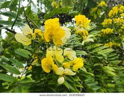 Image result for Senna hirsuta