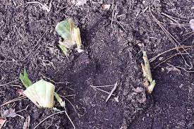 Lift the clump of iris plants from the ground with a spade or fork. How To Plant Iris And Do It Right Flower Patch Farmhouse