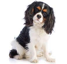 Browse 6,361 cavalier king charles spaniel stock photos and images available, or search for cavalier king charles spaniel puppy to find more great stock photos and pictures. King Charles Spaniel Rassebeschreibung Purina