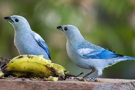 Gray Birds That Look Like Blue Jays Blue Gray Tanagers In Guyana Photo Copyright Kennardp Flicker Beautiful Birds Animals Bird Pictures