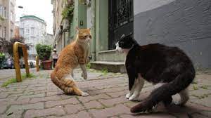 ode to the street cat kedi follows istanbul s famous felines cats feline stray cat strut
