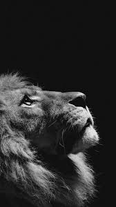 Beautiful Black And White Nature Background Lion Looking Sky Animal Nature Dark Photo Iphone 6 Wallpaper Iphone Wallpaper Photography Dark Wallpaper Animal Wallpaper