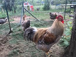 Our birds are random bred to keep all of the characteristics of these amazing breeds going. Bielefelder Kennhuhner Ezv Hangelar