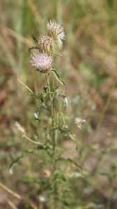 Image result for Dicoma anomala