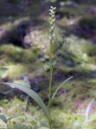 Image result for Olax aschersoniana