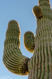 It's hard to feel prickly with this cute saguaro cactus. Frozen Ice Cream In A Warm Desert Watching For Wildflowers Geogypsy