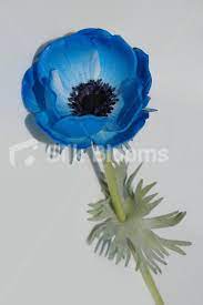 Single Artificial Fresh Touch Blue Anemone Silk Blue Poppy Silk Flowers Wedding Blue Poppy Anemone