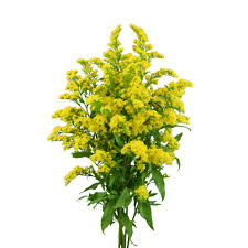 Image result for Solidago