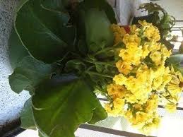 Have you done a frantic google search to find a solution? Pin On Flowers Growing In Wild By Stefan King