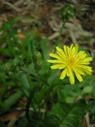Image result for Crepis