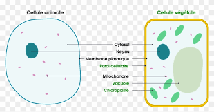 It give shape,rigidity and support to the cell. 1 Basic Structure Of Animal And Plant Cells Cell Membrane And Cell Wall Clipart 2068937 Pikpng