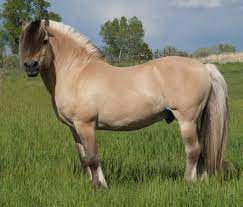 Norwegian fjords, first domesticated and used by the vikings, are a small, but athletic breed, with outstanding temperament and versatility, capable of being used for tasks as varied as land plowing, competitive carriage driving, jumping and dressage. Norwegian Fjord Breyerhorses Com
