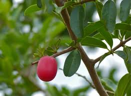 Image result for Ximenia afra