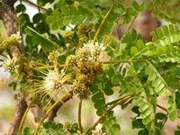 Image result for Albizia adianthifolia