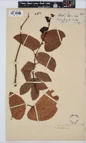 Image result for Tragia okanyua