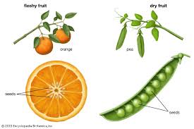 Fruit Kids Britannica Kids Homework Help