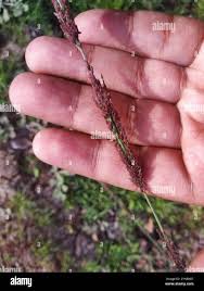 Image result for Eragrostis japonica