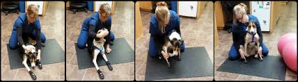 Gradually lift the dog's legs off the table (or floor), and allow her body to slide slowly against your body until she is lying on her side with feet pointing away from the handler. Veterinary Technicians And Neurologic Rehabilitation Today S Veterinary Nurse