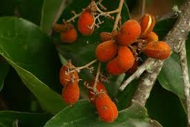 Image result for Burttia