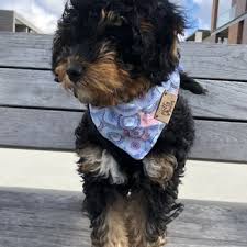 These puppies will be ready to go june 23, 2021. Central Illinois Doodles Pet Breeders 780 N Cr 60 E Arthur Il Phone Number