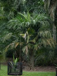 Image result for Syagrus