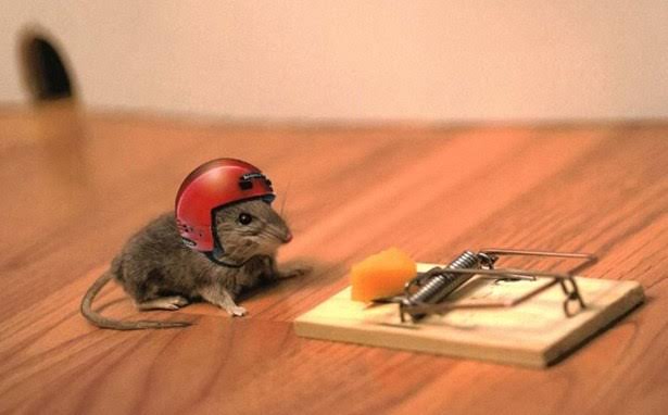 Image result for Mice control