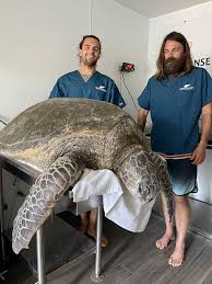 Sea Turtle Conservation Program 2021 Impact Report