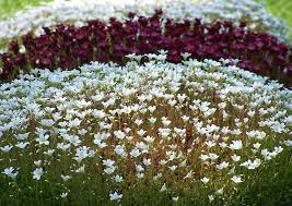 Bildergebnis Fur Bodendecker Bluhend Winterhart Halbschatten Bodendecker Bluhend Bodendecker Bodendecker Winterhart